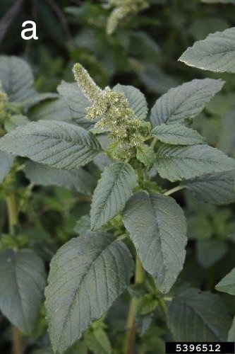 Closeup of foliage and developing flower head of redroot pigweed