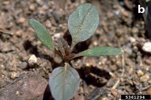 Redroot pigweed seedling, 4-leaf stage
