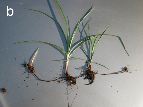 Image of Yellow nutsedge plant with tubers exposed