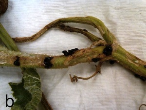 Fusarium wilt of melon